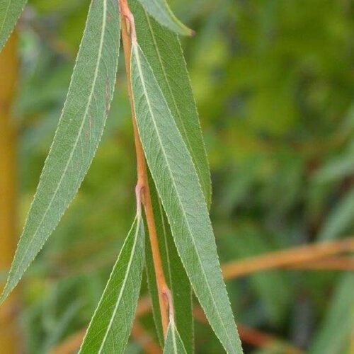 Volwassen Gele treurwilg | Hoogstam