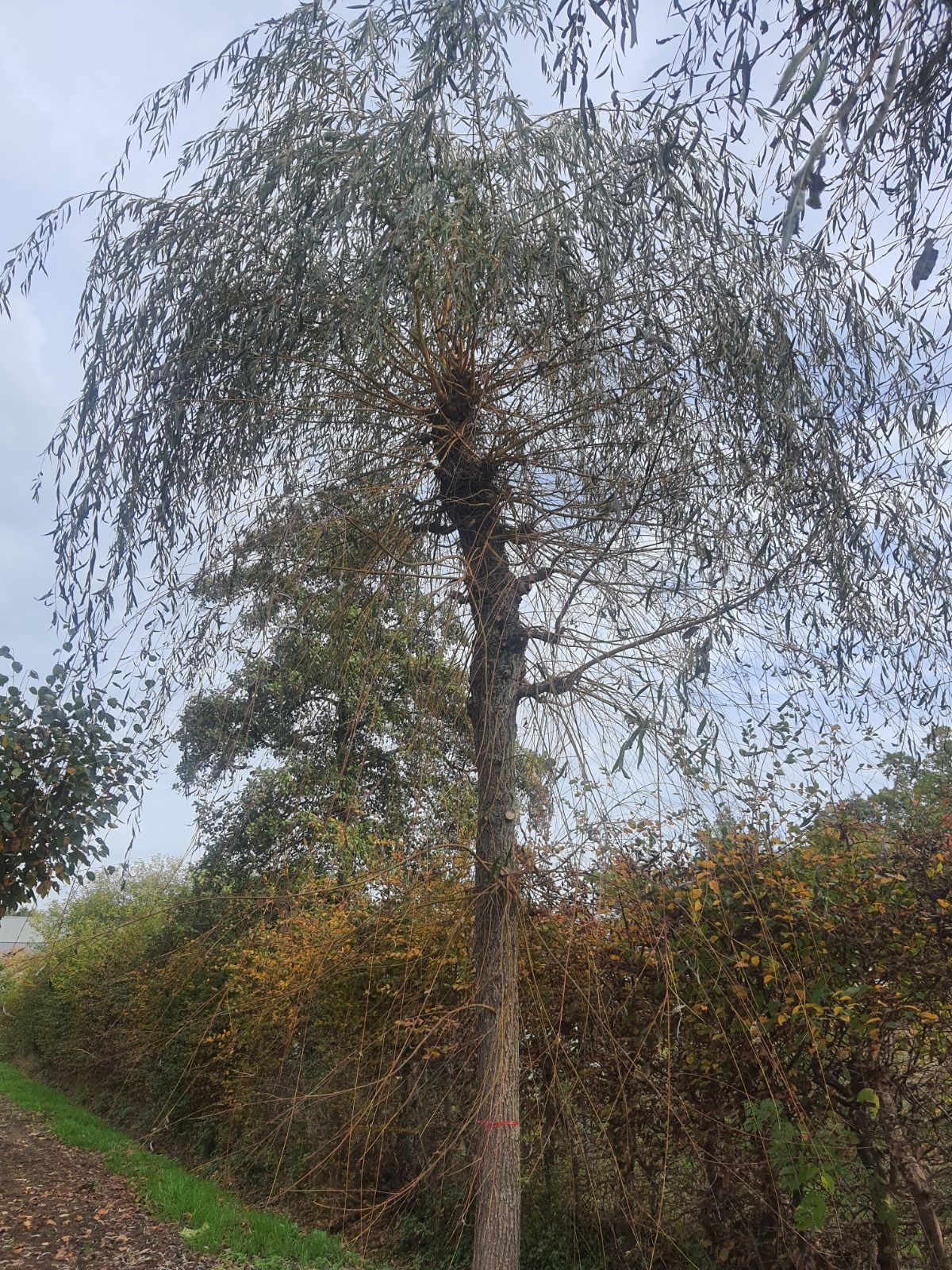 Jonge Gele treurwilg | Hoogstam