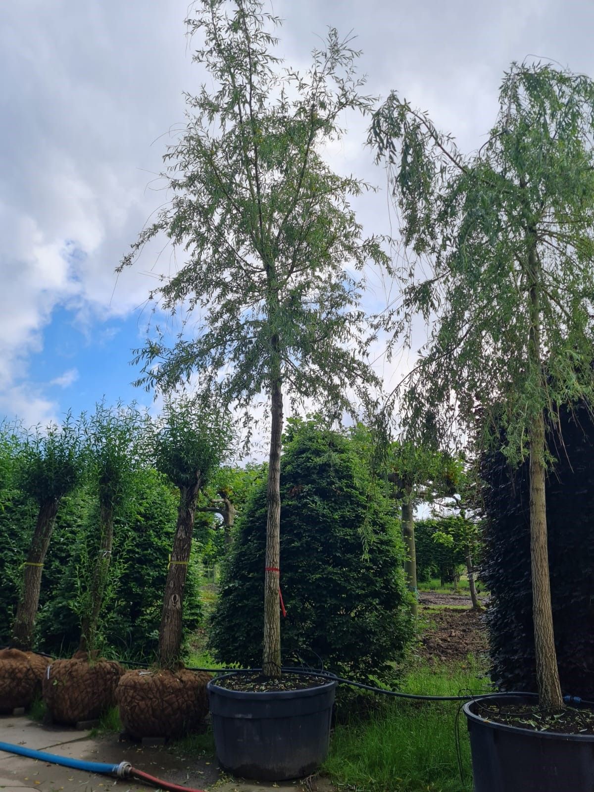 Jonge Gele treurwilg | Hoogstam