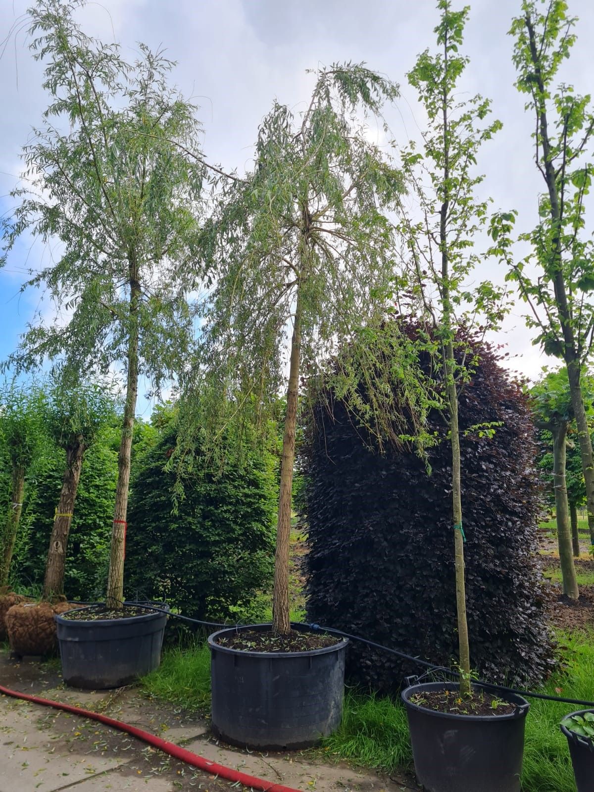 Jonge Gele treurwilg | Hoogstam