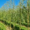 Jonge Gele treurwilg | Hoogstam