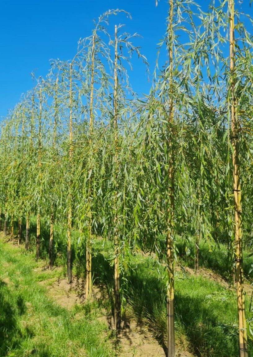Jonge Gele treurwilg | Hoogstam