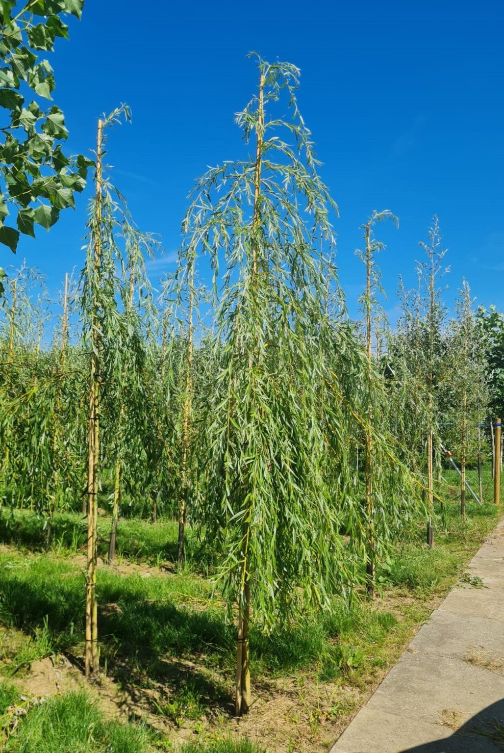 Jonge Gele treurwilg | Hoogstam