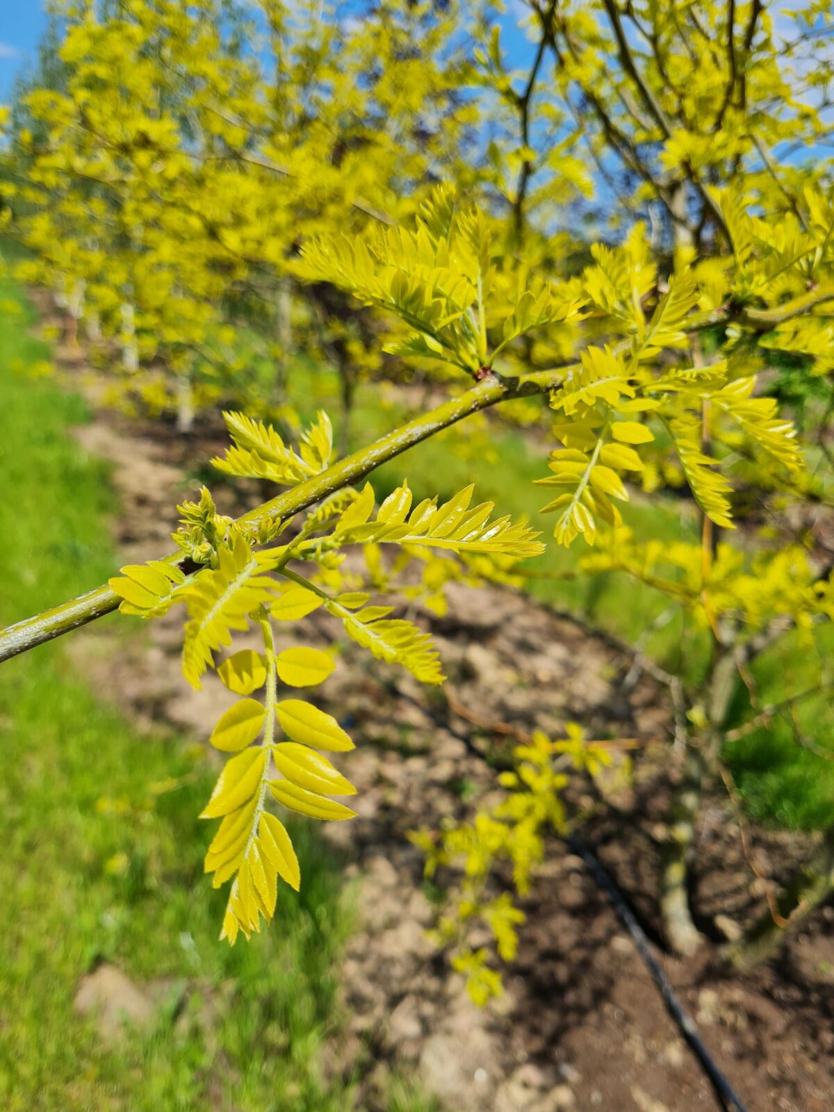 gele-valse-christusdoorn Jonge Gele valse Christusdoorn | Hoogstam
