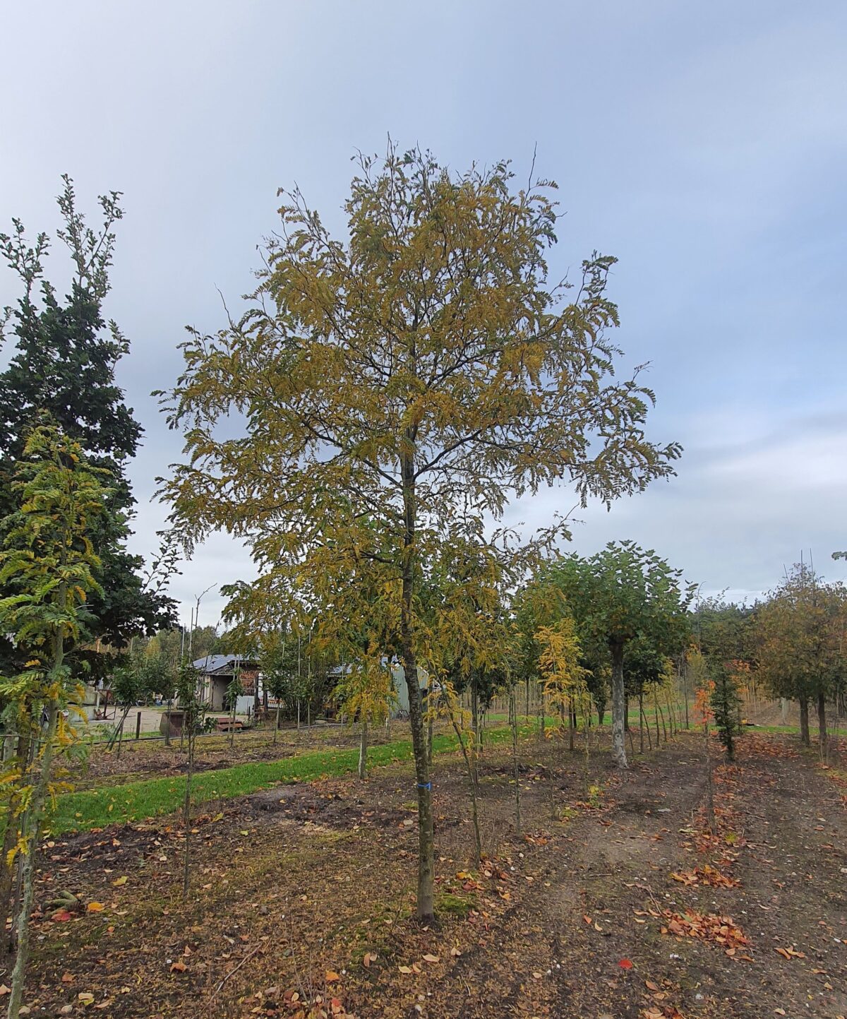 gele-valse-christusdoorn Volwassen Gele valse Christusdoorn | Hoogstam