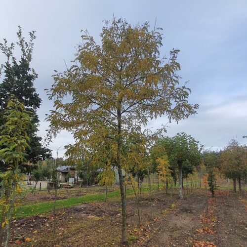 Volwassen Gele valse Christusdoorn | Hoogstam