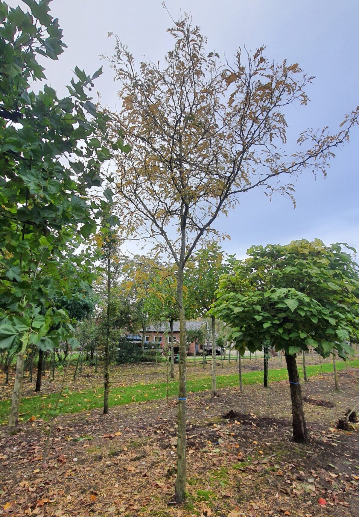 gele-valse-christusdoorn Volwassen Gele valse Christusdoorn | Hoogstam