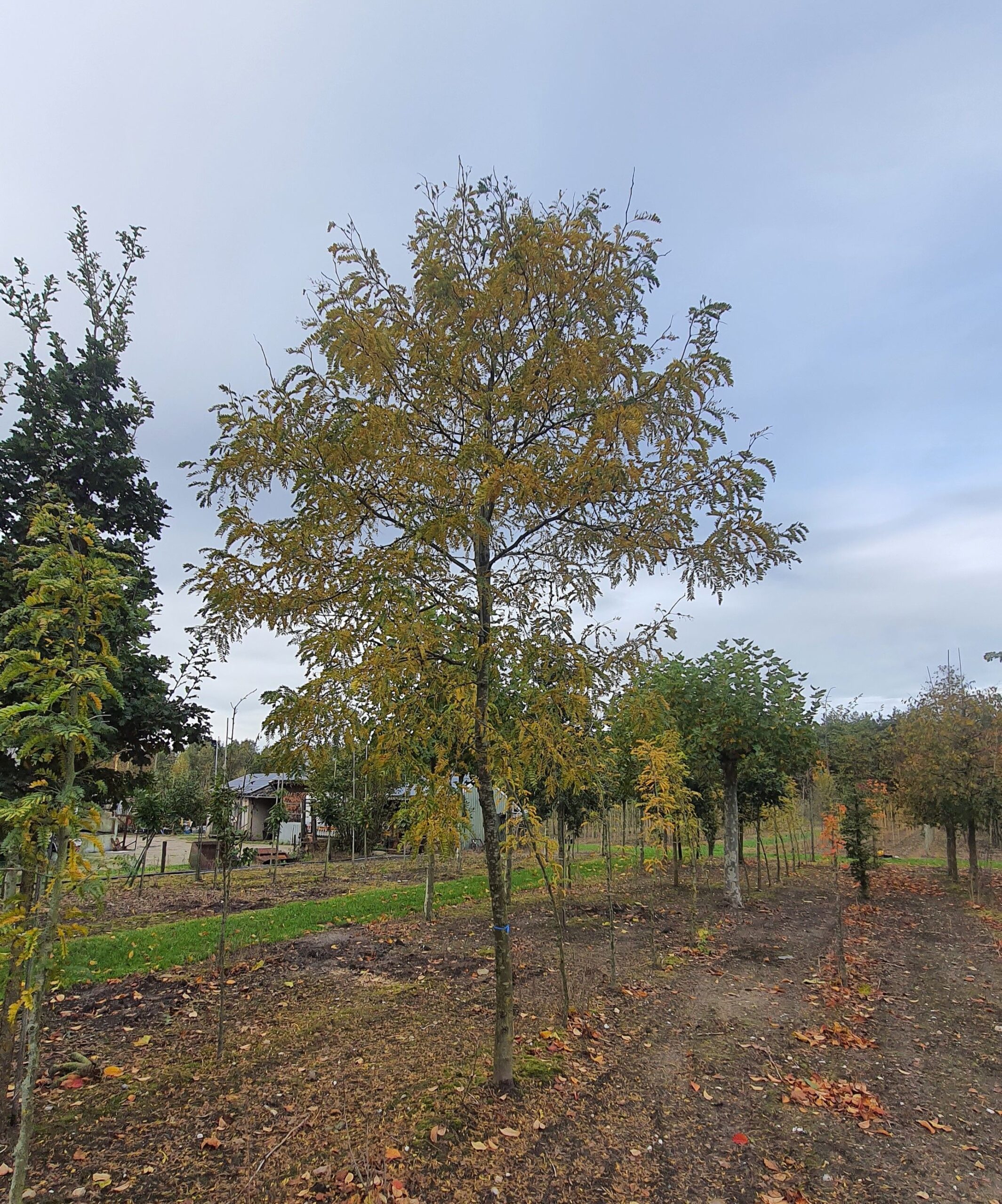 Jonge Gele valse Christusdoorn | Hoogstam