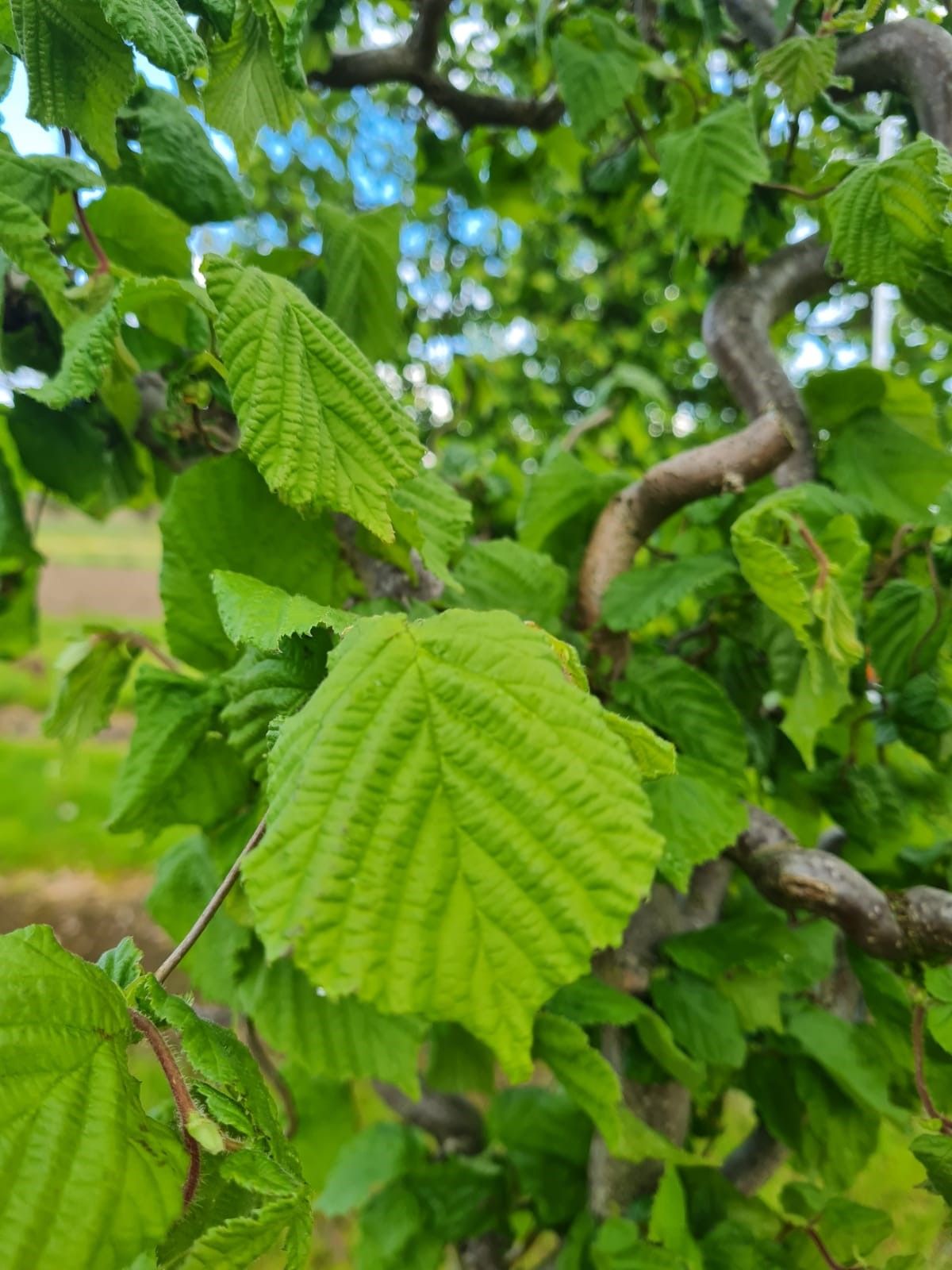 Jonge Kronkelhazelaar | Hoogstam