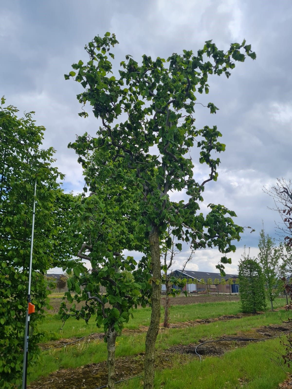 Jonge Kronkelhazelaar | Hoogstam