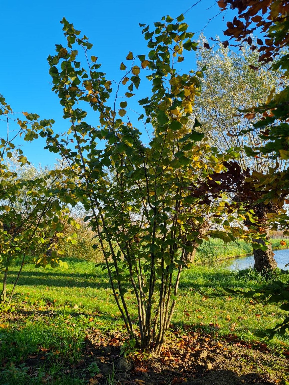 gewone-hazelaar Jonge Hazelaar | Meerstammig