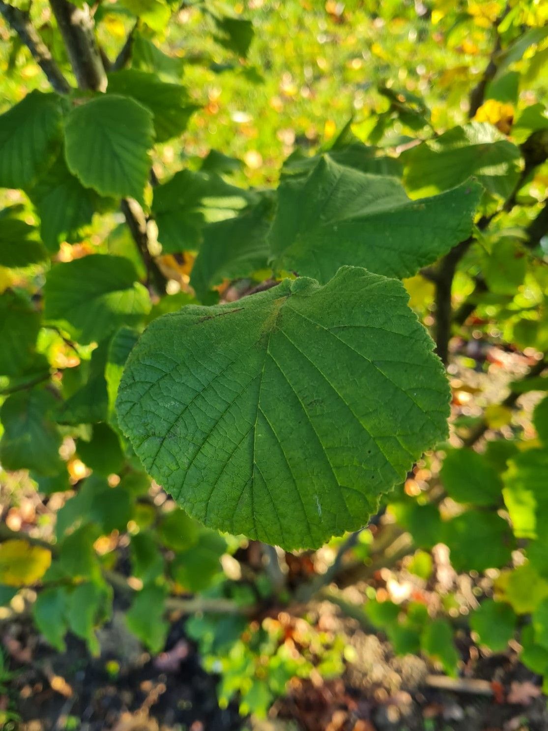 gewone-hazelaar Jonge Hazelaar | Meerstammig