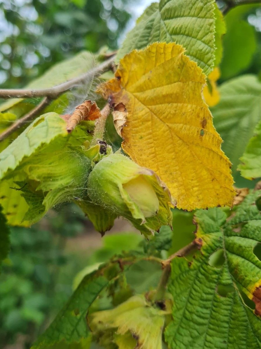 gewone-hazelaar Jonge Hazelaar | Meerstammig