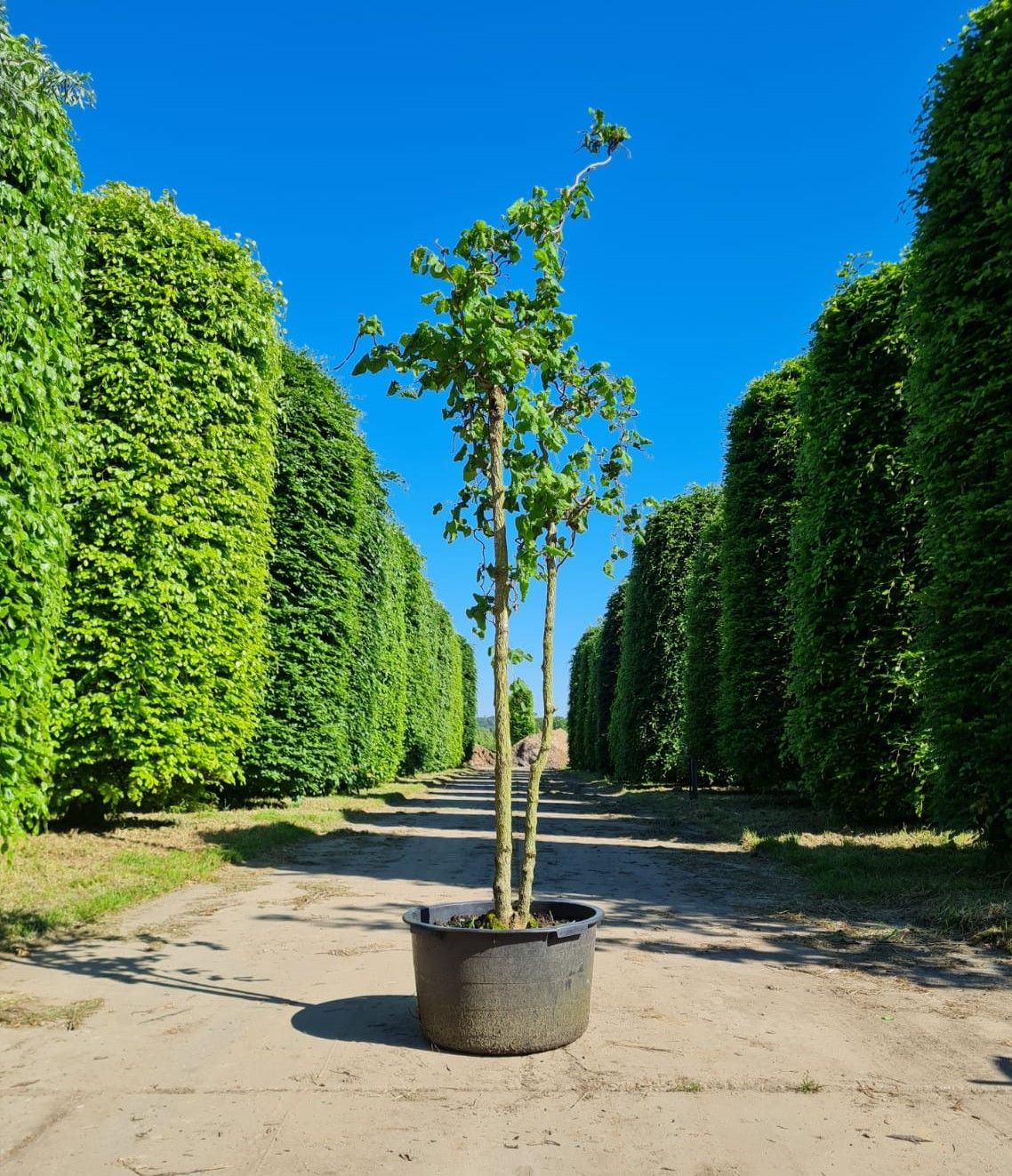gewone-hazelaar Jonge Kronkelhazelaar | Meerstammig