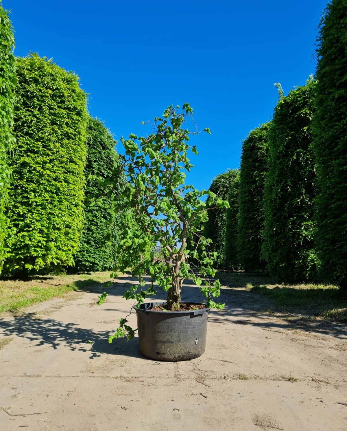 gewone-hazelaar Jonge Kronkelhazelaar | Meerstammig