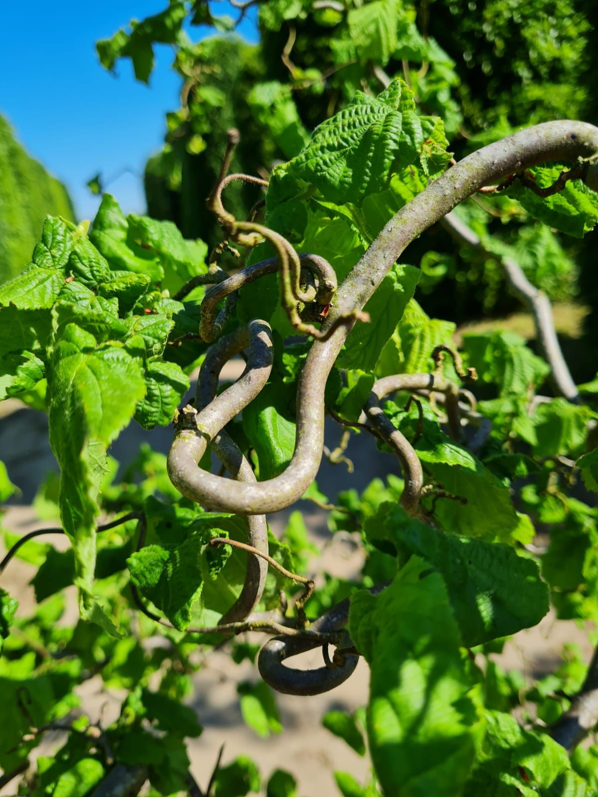 gewone-hazelaar Jonge Kronkelhazelaar | Meerstammig