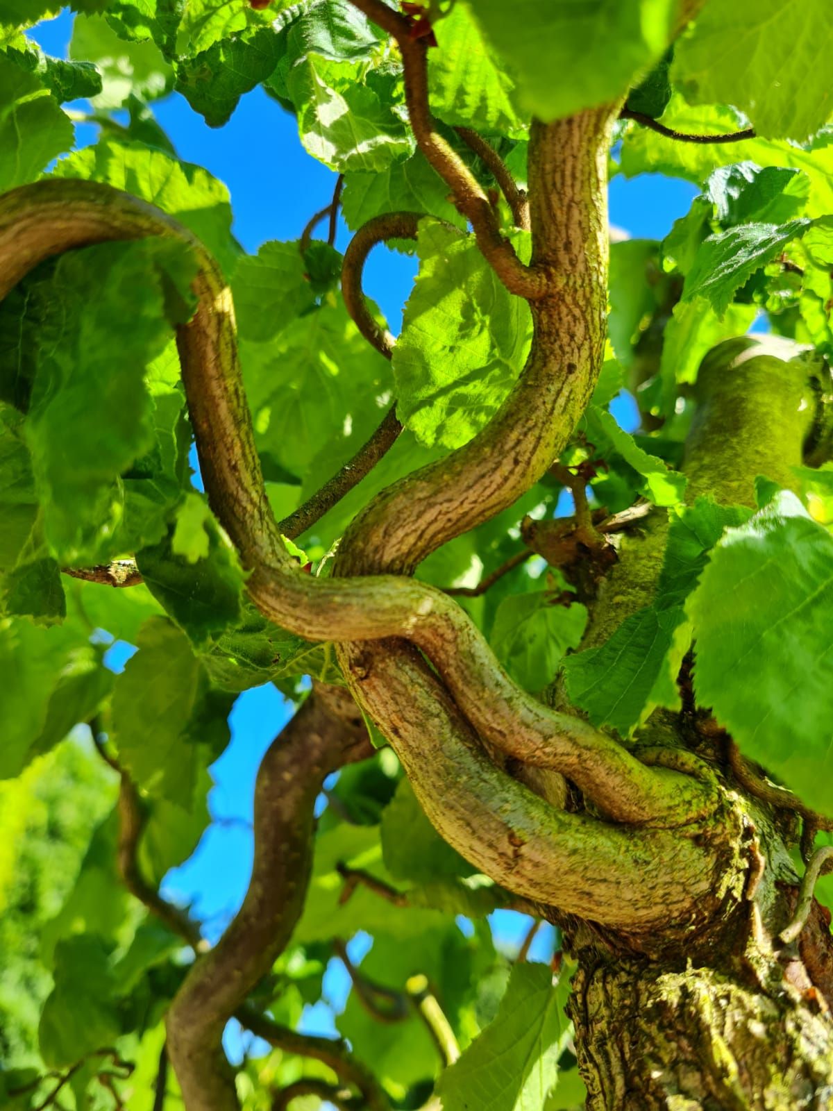 gewone-hazelaar Jonge Kronkelhazelaar | Meerstammig