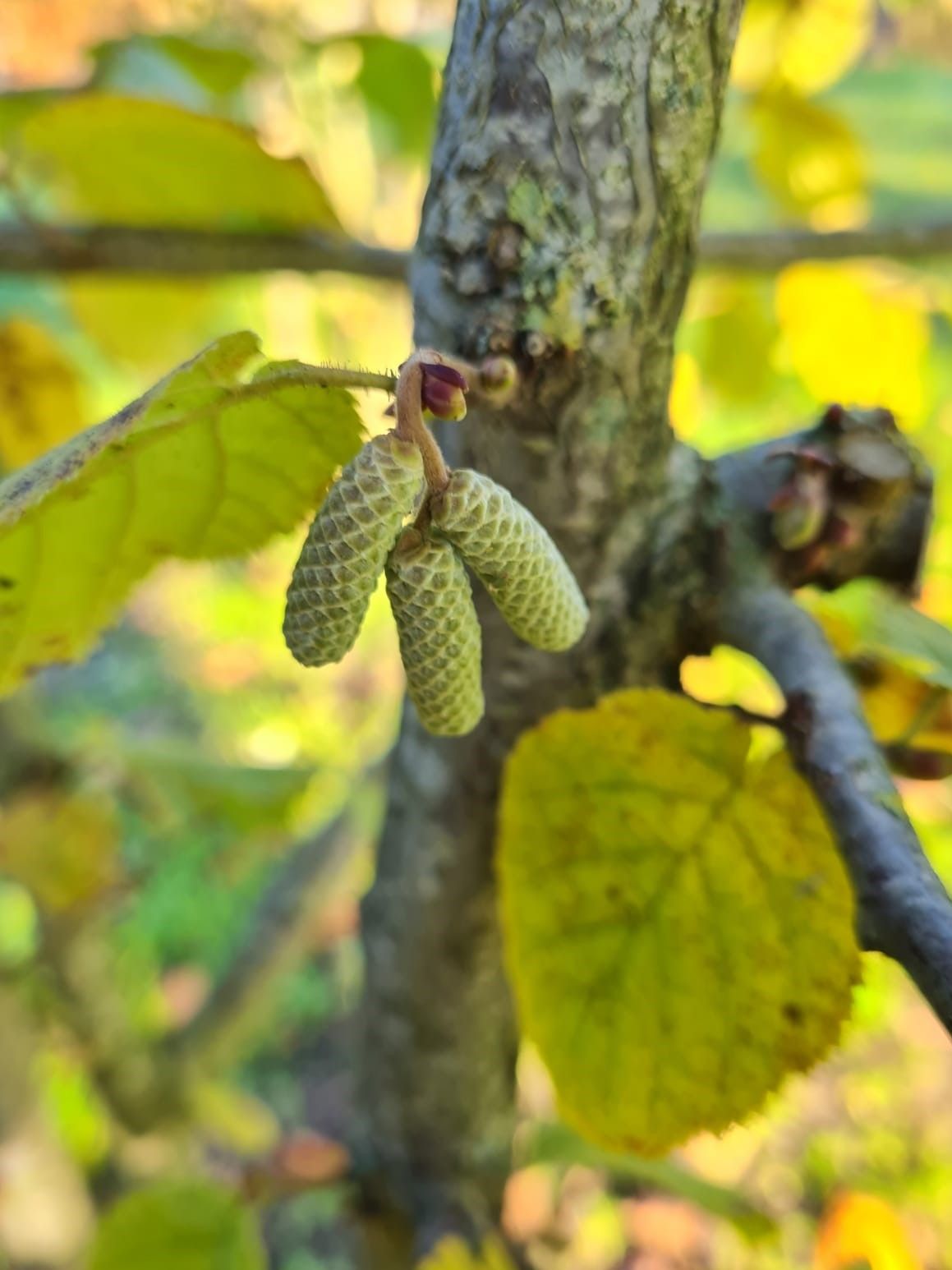 gewone-hazelaar Jonge Hazelaar | Meerstammig