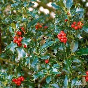 Gewone hulst | Struikvorm