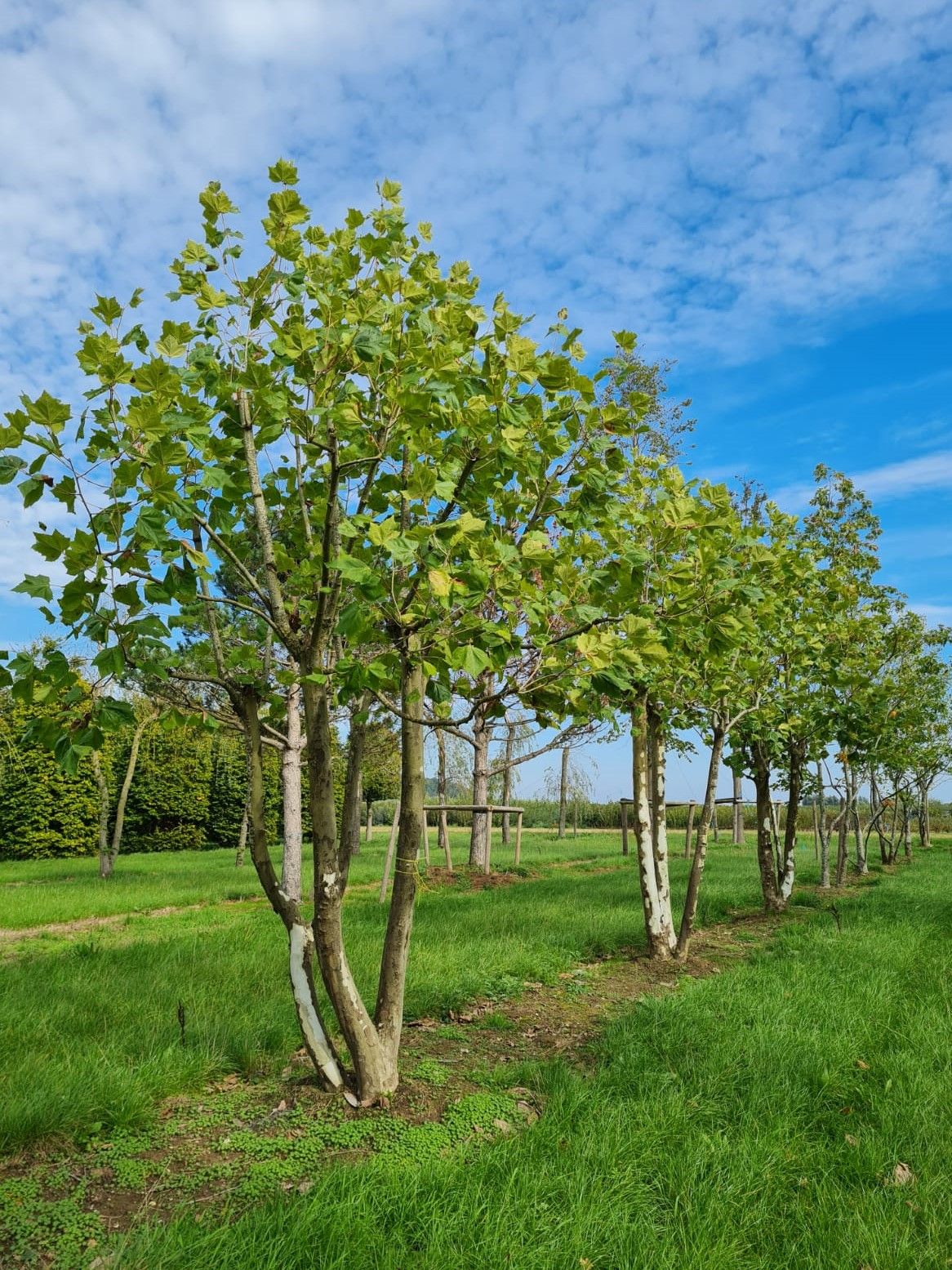 gewone-plataan Plataan | Meerstammig