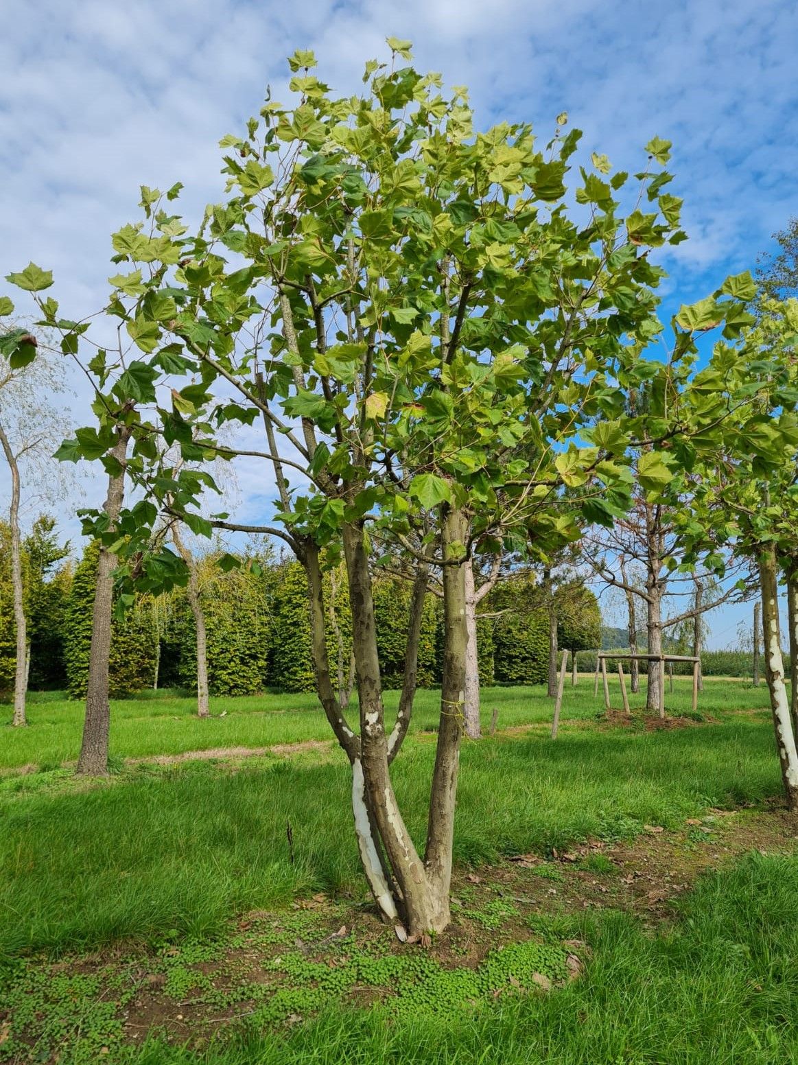 gewone-plataan Plataan | Meerstammig