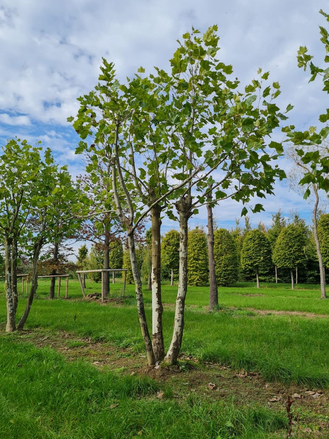 gewone-plataan Plataan | Meerstammig