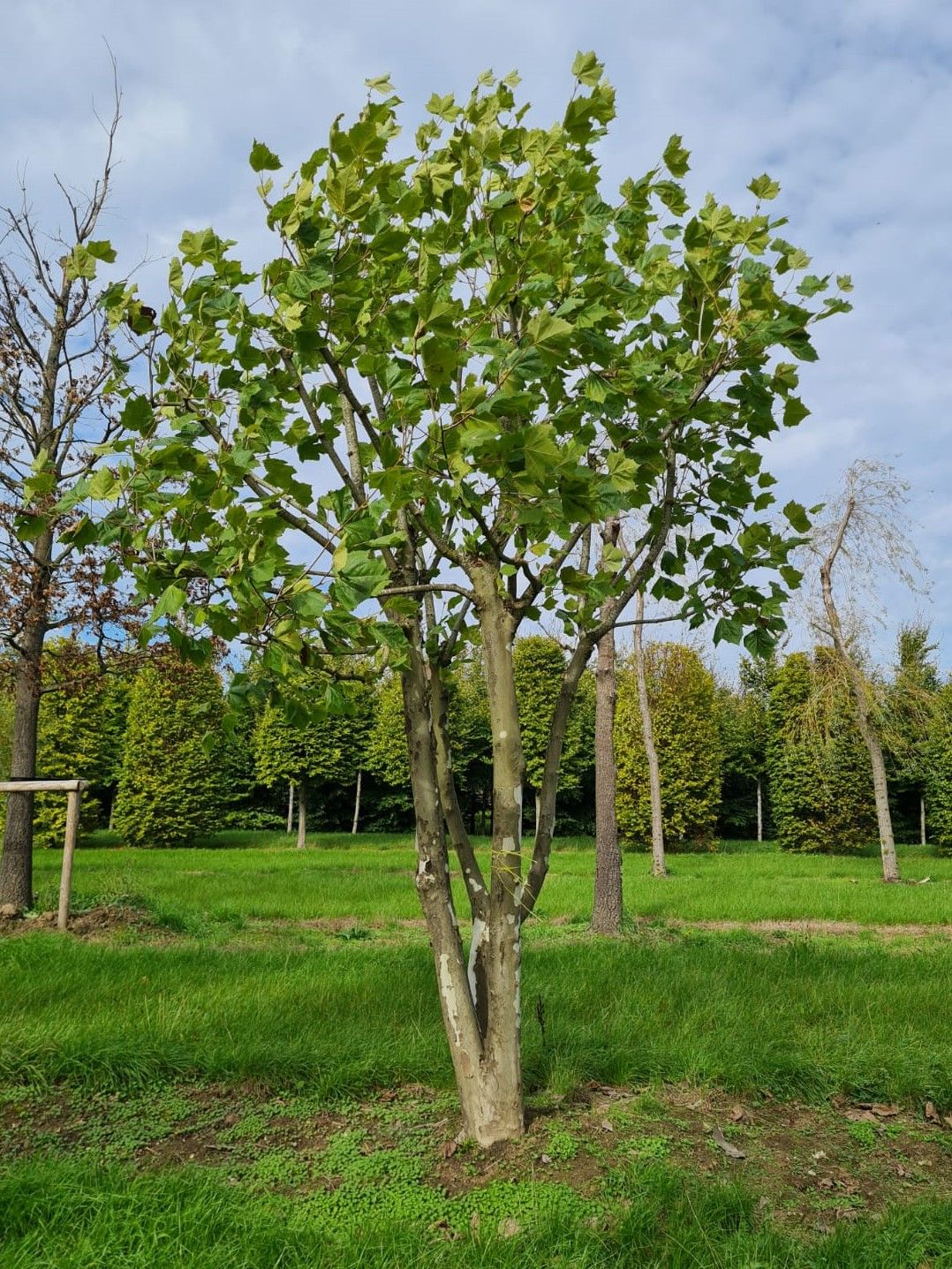 gewone-plataan Plataan | Meerstammig