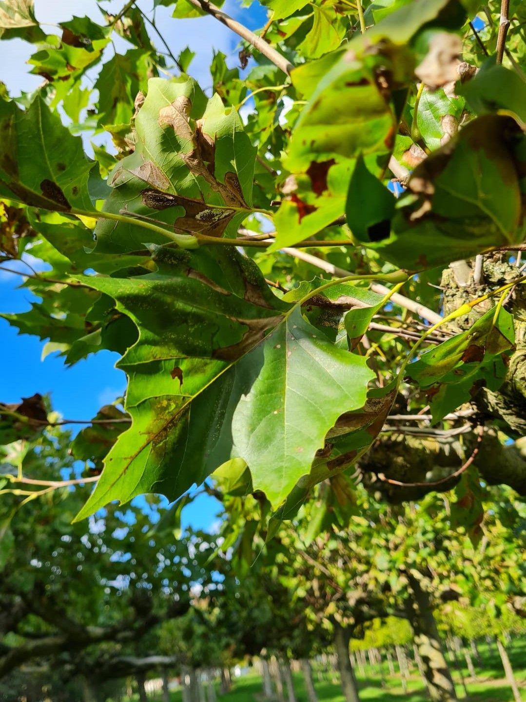 gewone-plataan Plataan | Meerstammig