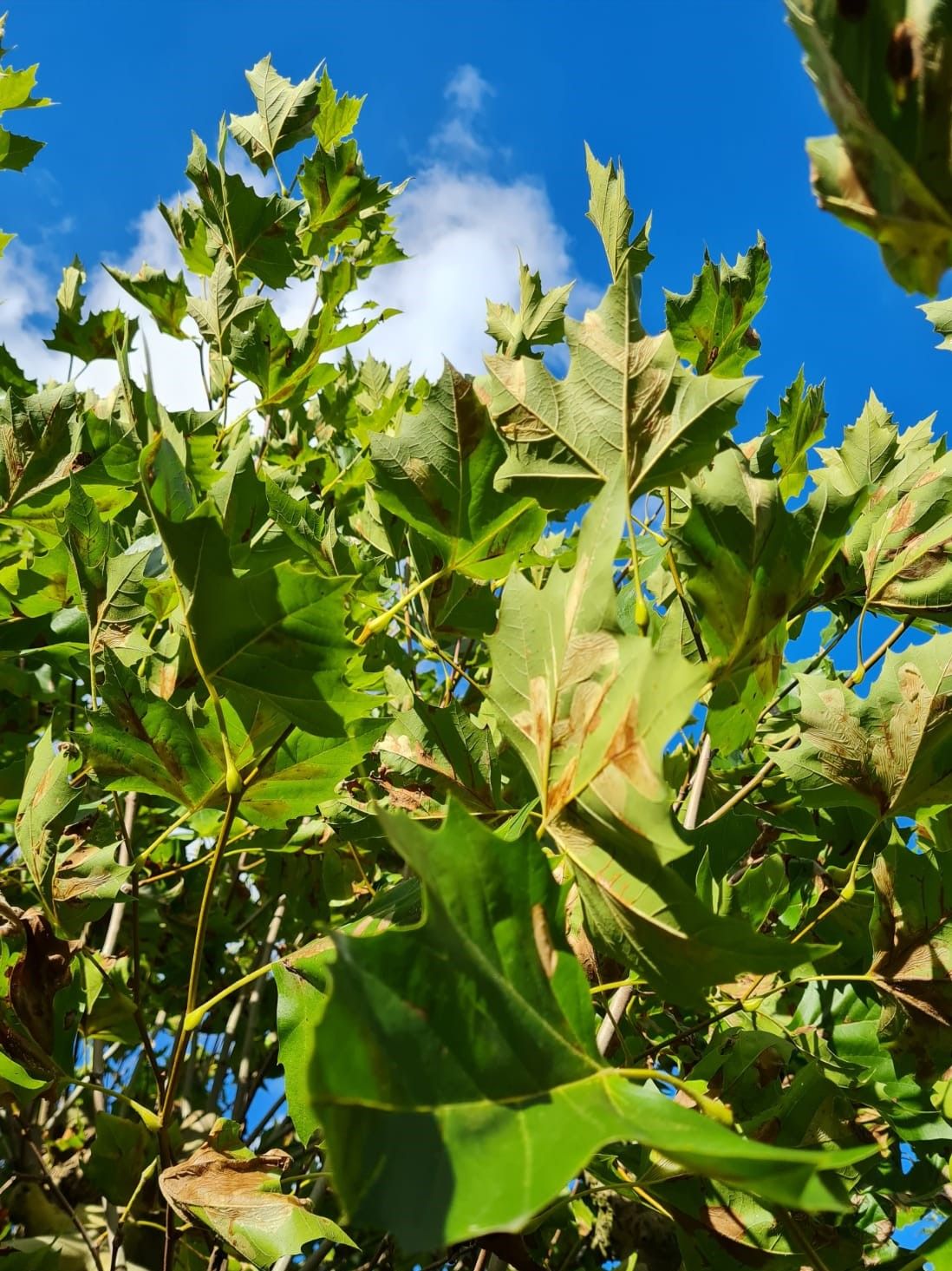 gewone-plataan Plataan | Meerstammig