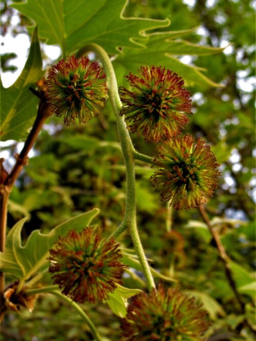 Plataan | Meerstammig