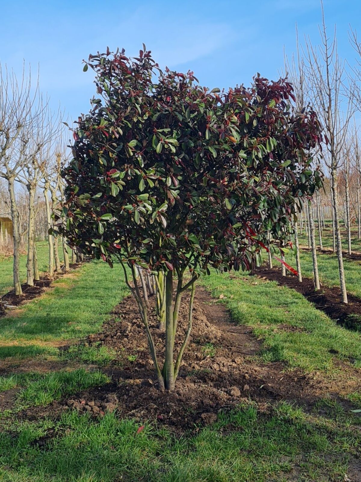 glansmispel Jonge Glansmispel | Meerstammig