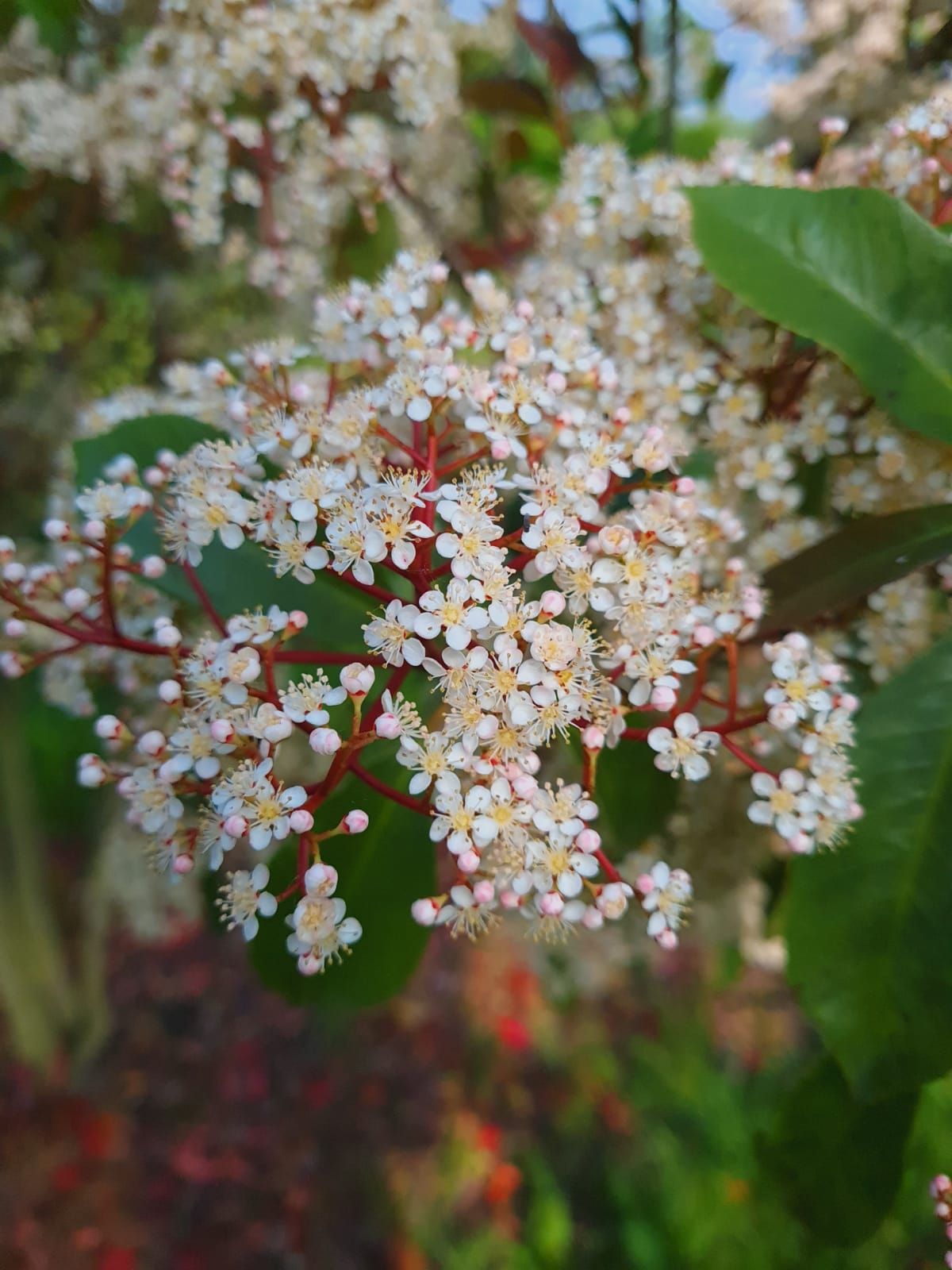 glansmispel Jonge Glansmispel | Meerstammig
