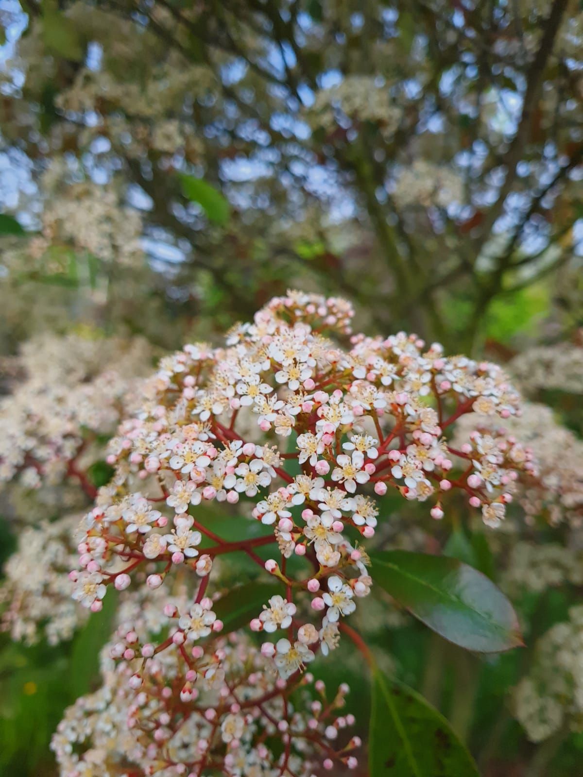 glansmispel Jonge Glansmispel | Meerstammig