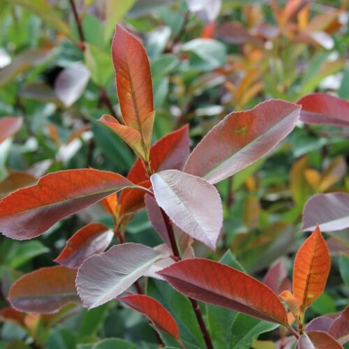 Jonge Glansmispel | Meerstammig