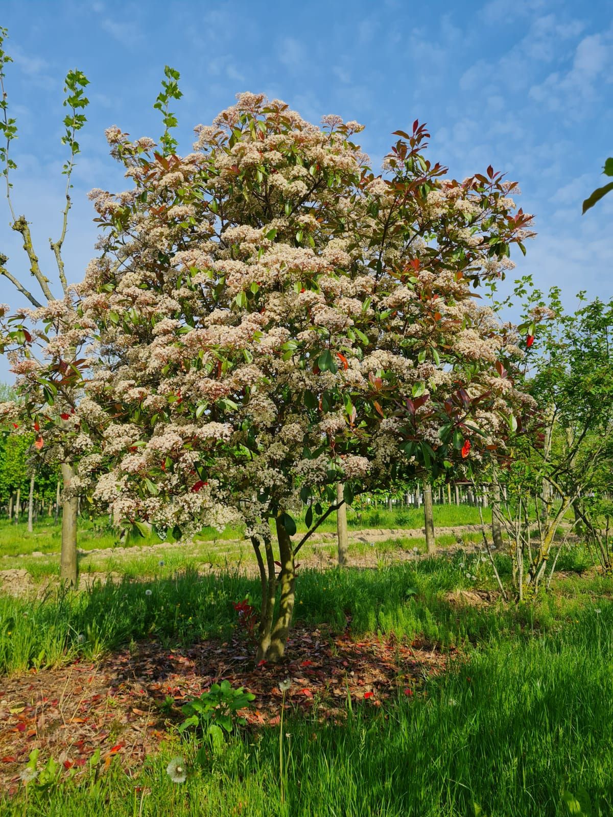 glansmispel Jonge Glansmispel | Meerstammig