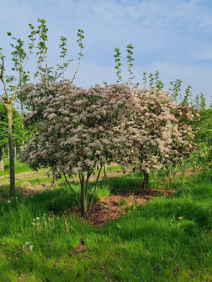 glansmispel Jonge Glansmispel | Meerstammig