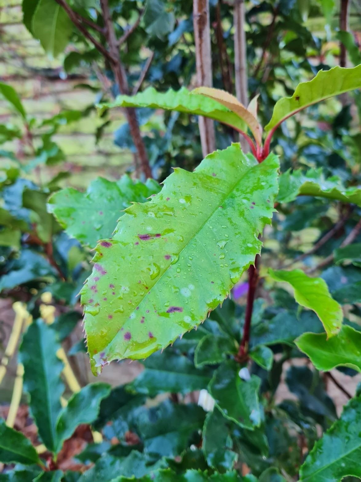 Jonge Glansmispel 'Crunchy' | Meerstammig
