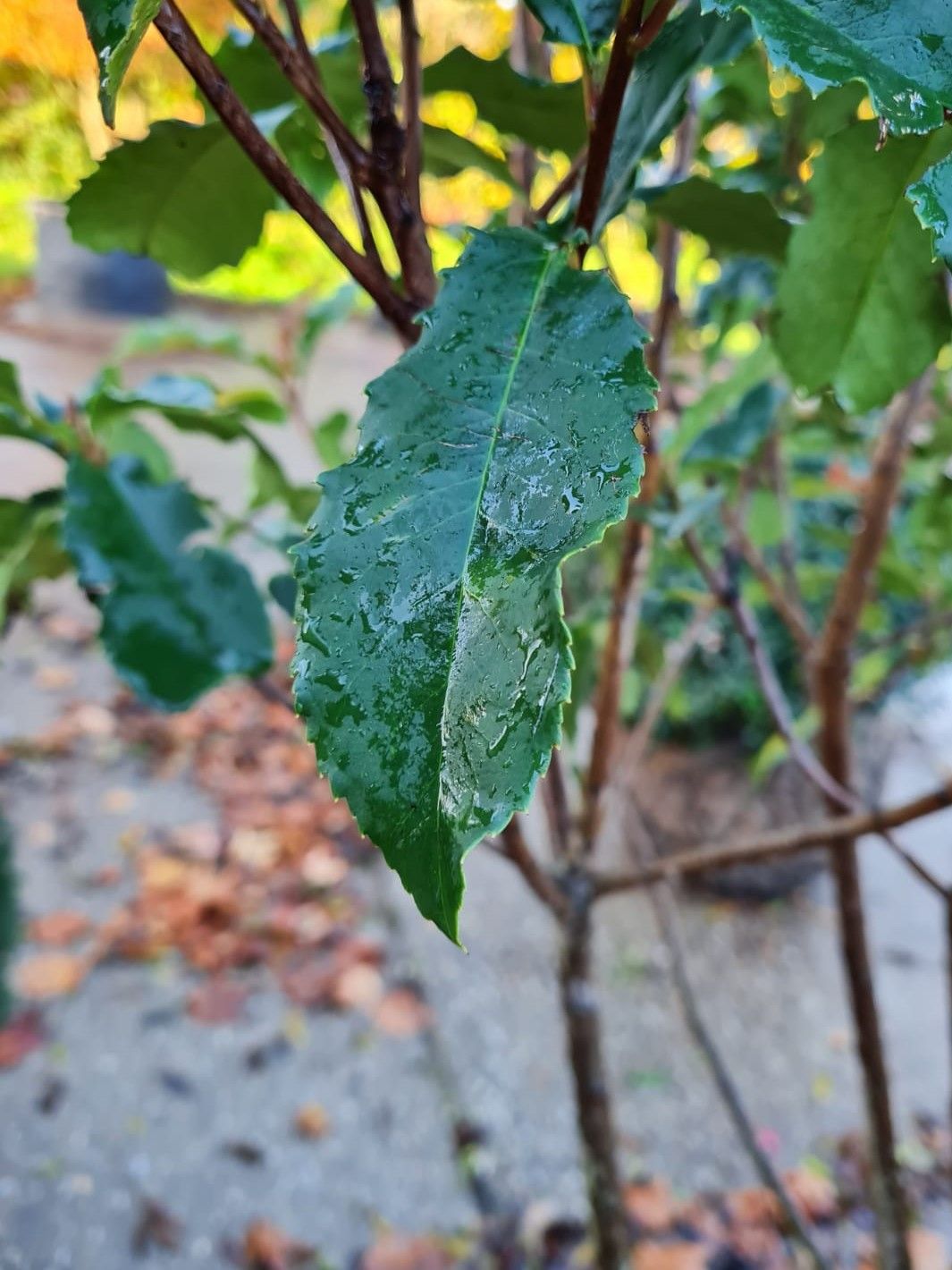 Jonge Glansmispel 'Crunchy' | Meerstammig