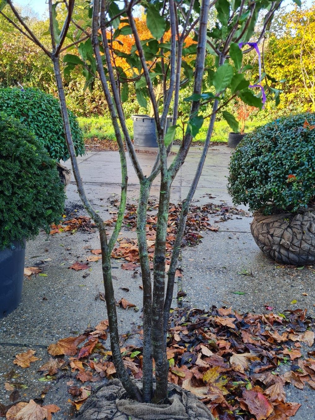 Jonge Glansmispel 'Crunchy' | Meerstammig