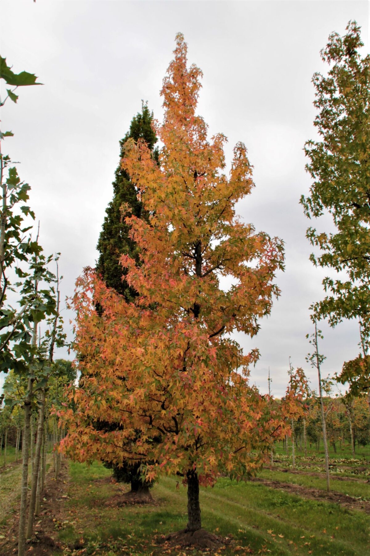 Volwassen Gouden amberboom | Laagstam