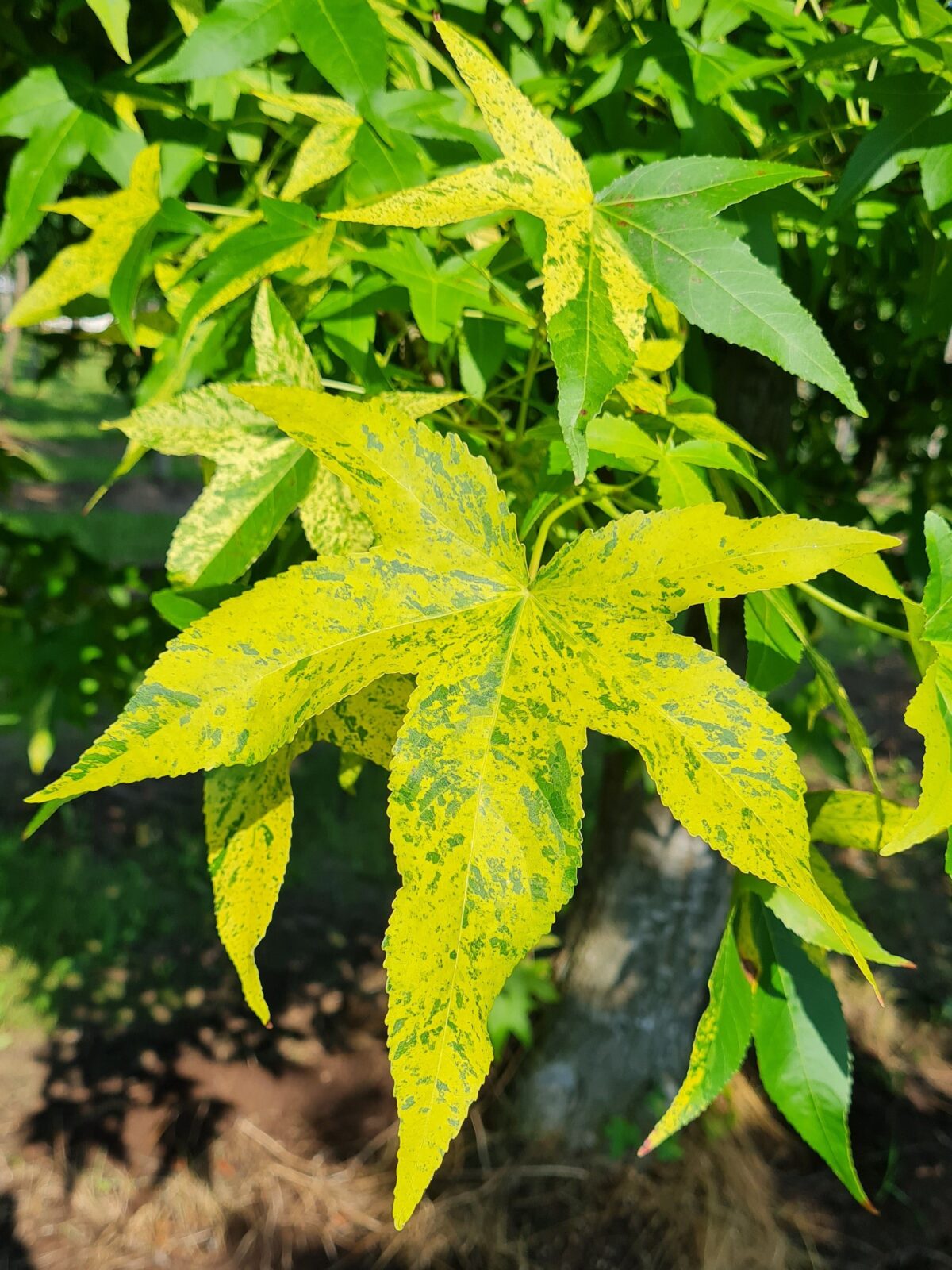 Volwassen Gouden amberboom | Laagstam