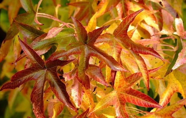 Volwassen Gouden amberboom | Laagstam