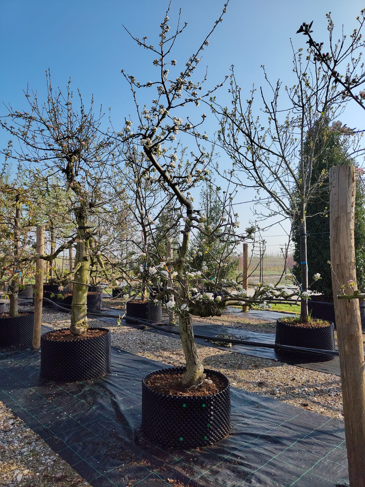 Appelboom 'Goudreinet' | Laagstam