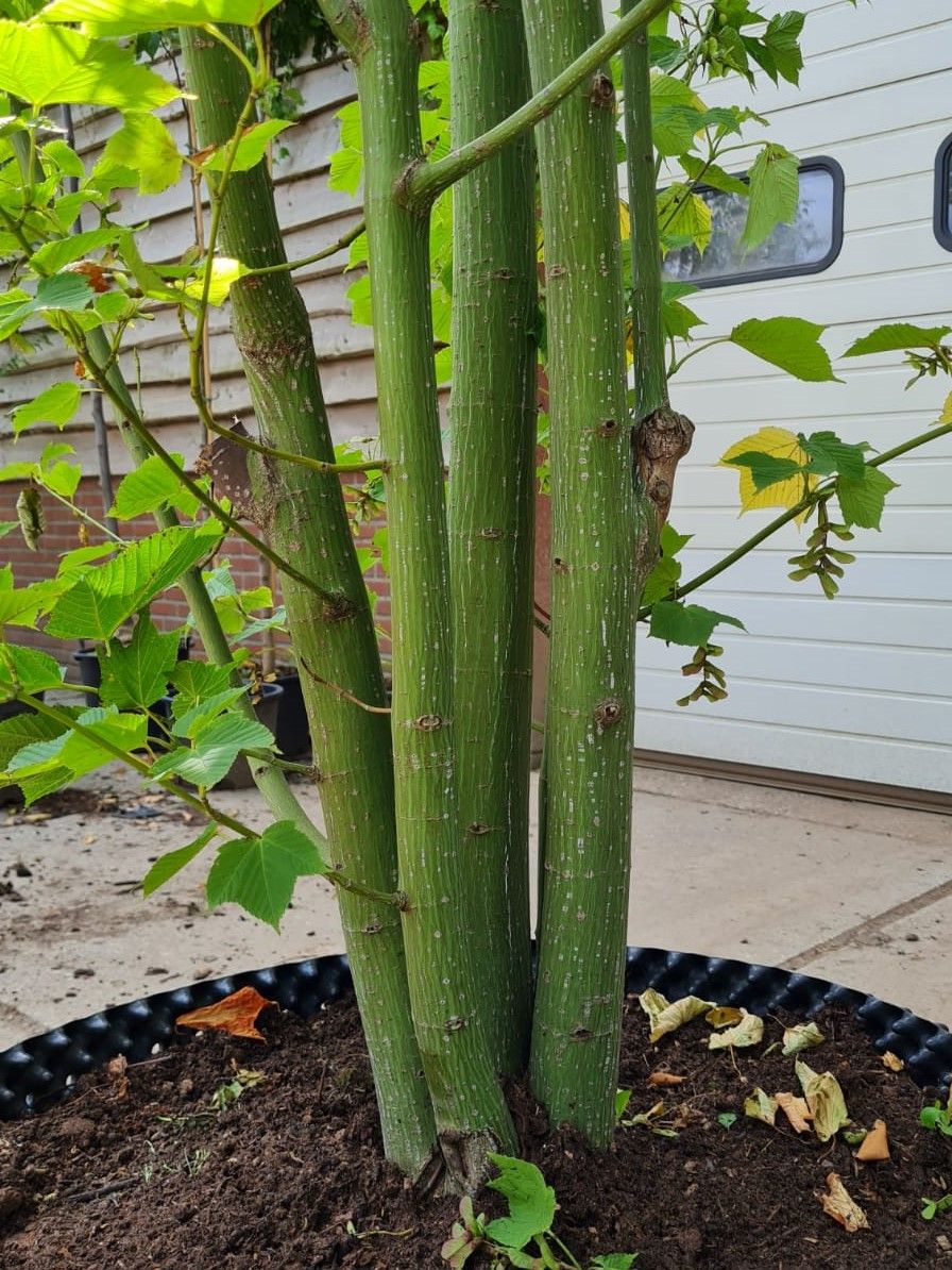 Volwassen Grijze streepjesbast esdoorn | Meerstammig