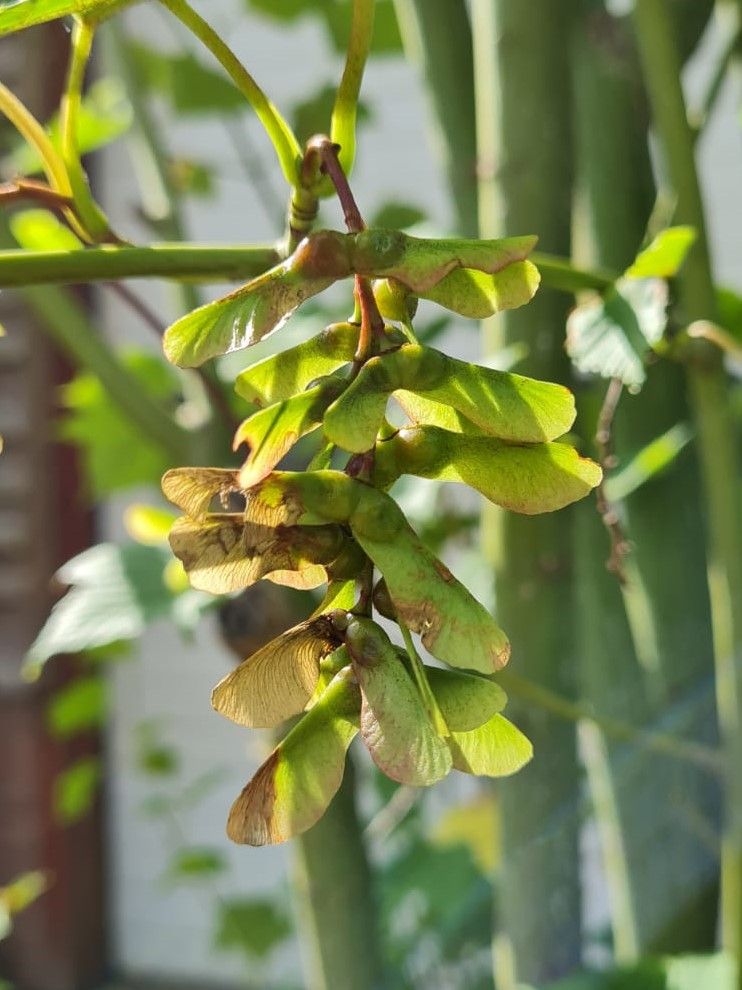 Volwassen Grijze streepjesbast esdoorn | Meerstammig
