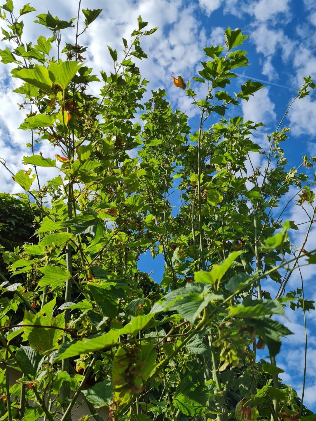 Volwassen Grijze streepjesbast esdoorn | Meerstammig