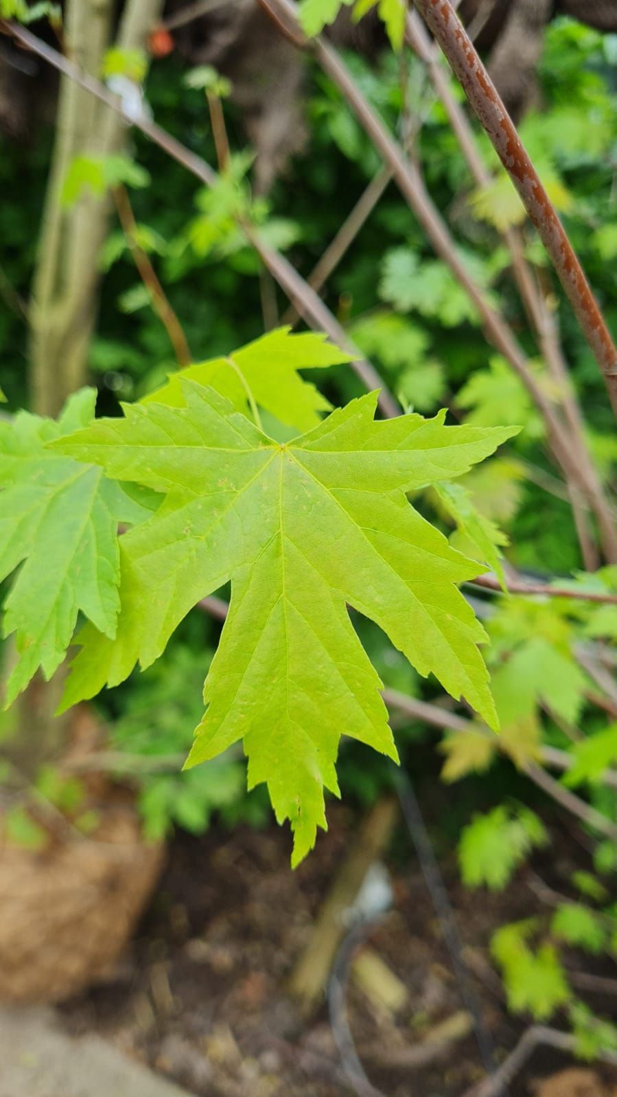 grijze-streepjesbast-esdoorn Jonge Witte esdoorn | Meerstammig