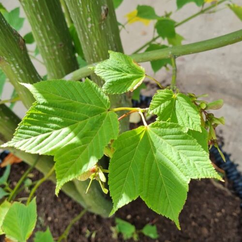 Volwassen Grijze streepjesbast esdoorn | Meerstammig