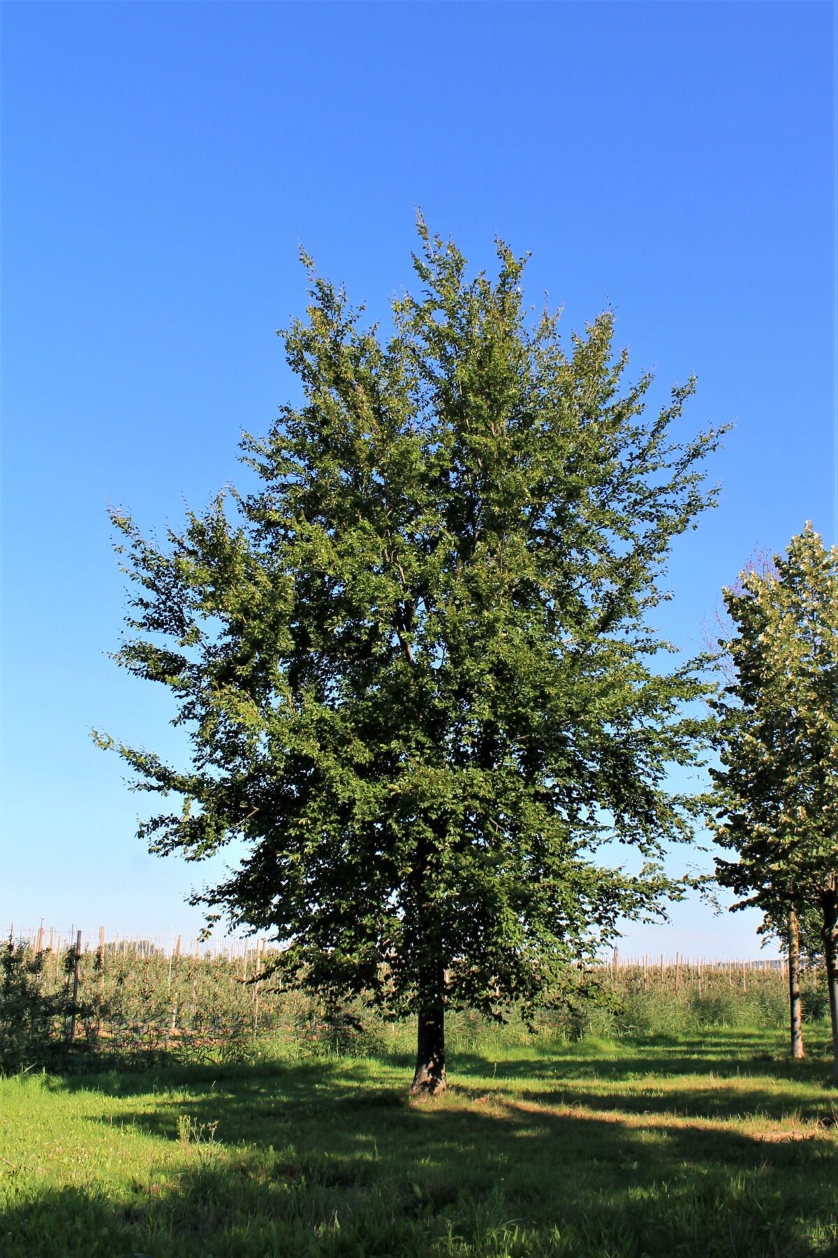 Volwassen Groene beuk | Hoogstam