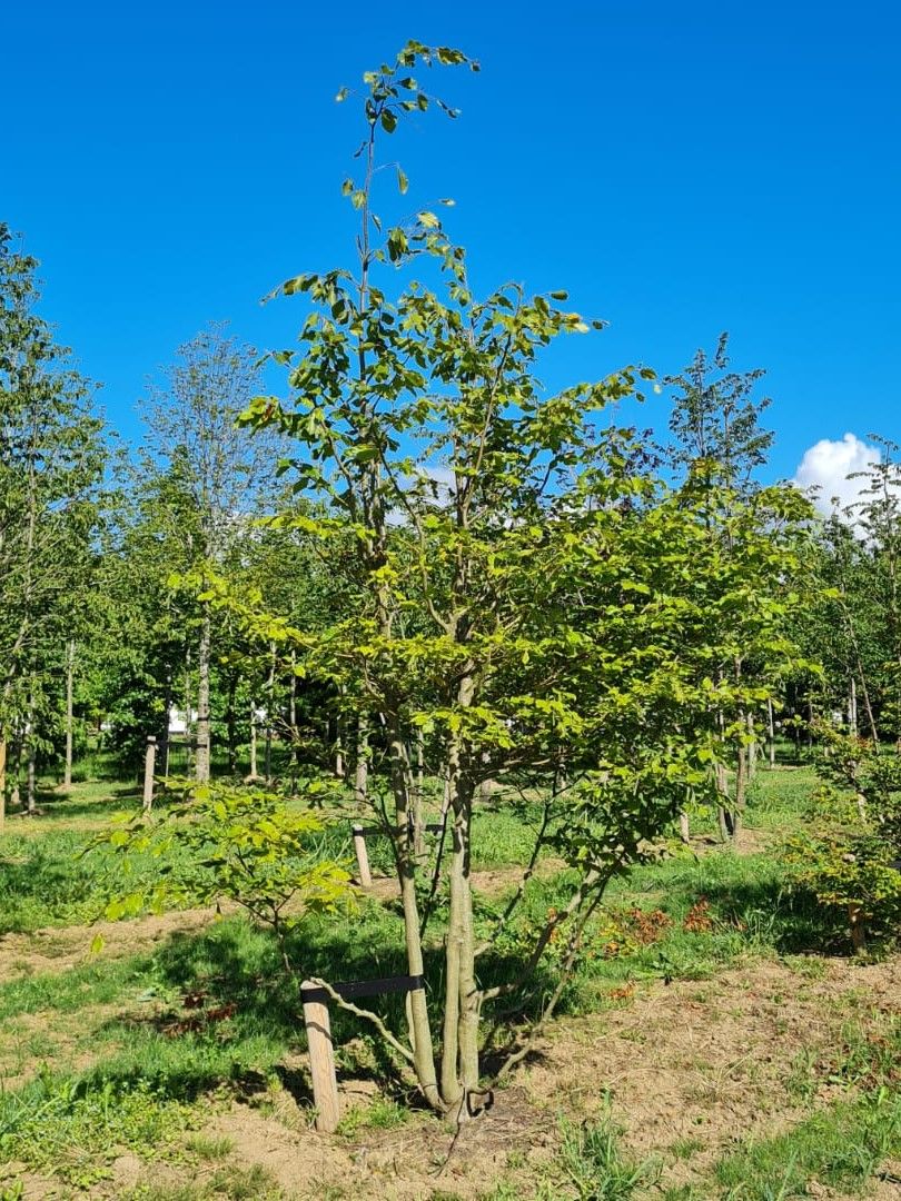 Jonge Groene beuk | Meerstammig